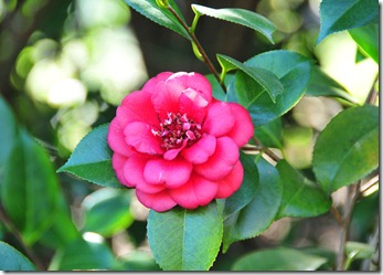 Kara Stewart's Camellia, before