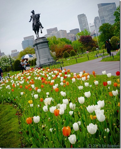 boston, public garden, tulips, sony NEX 6, lightroom 4
