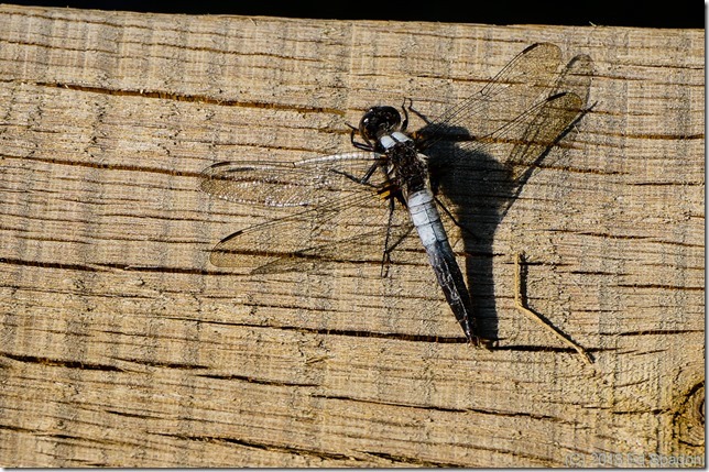 dragonfly, common whitetail skimmer, Sony NEX 6
